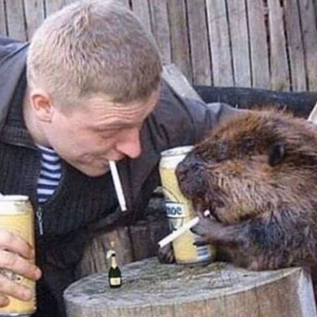 огузок ️
