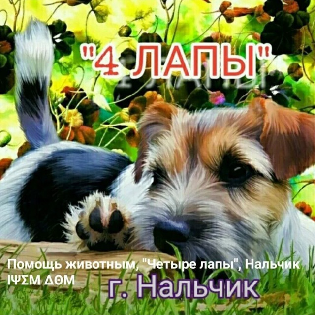 Помощь животным "4 лапы" г. Нальчик 4_lapy_nalchik