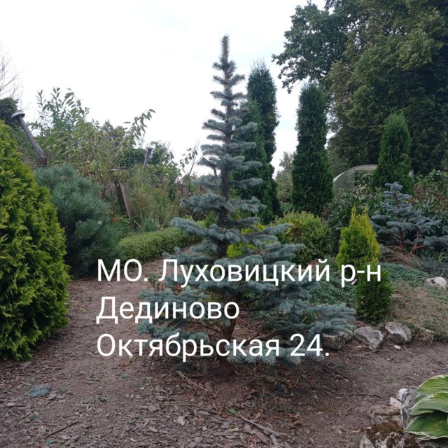 Туевая куча