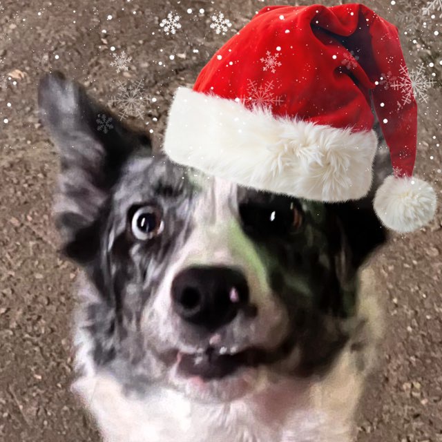 Пёс Мистера Дитковича