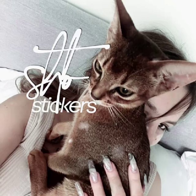стикеры от што ⋰˚✧