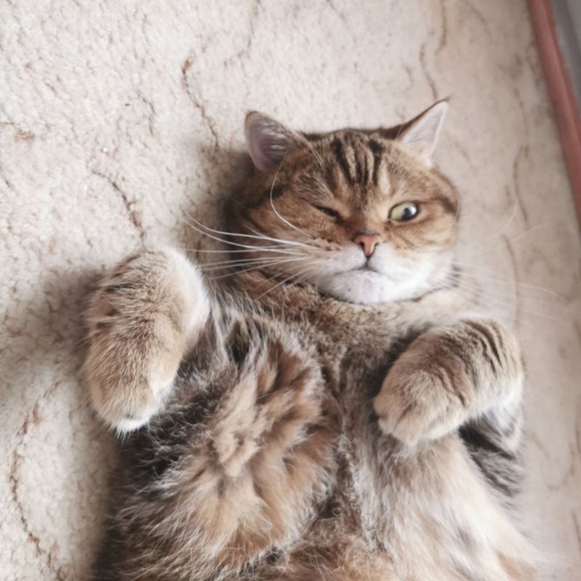 Кот и кошка Крамника