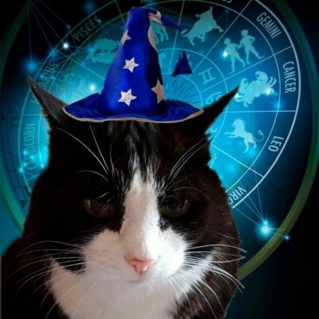Котоскопы на каждый день