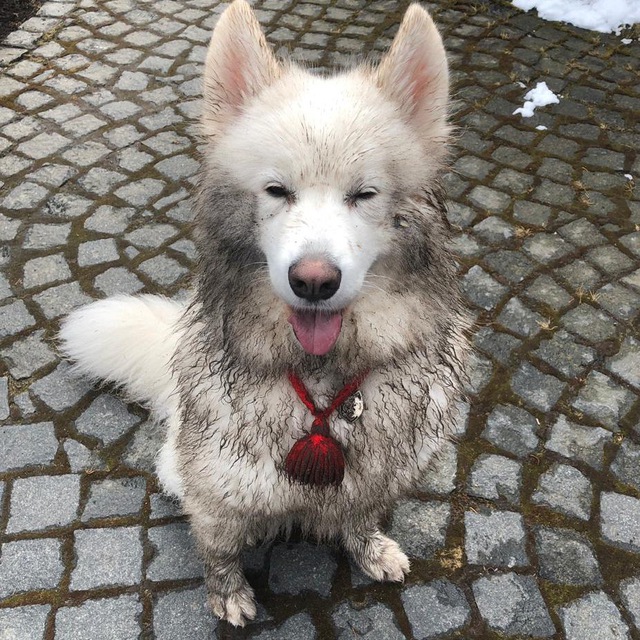 Самоеды белые ангелы ?‍❄️