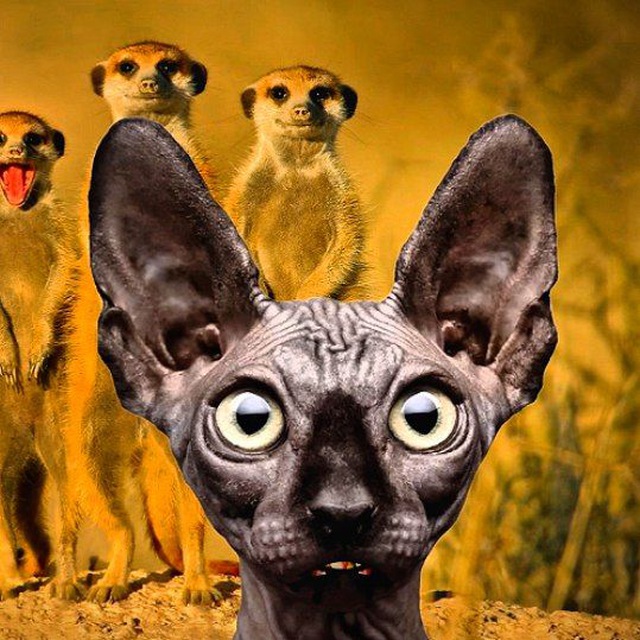 Тг кот костян