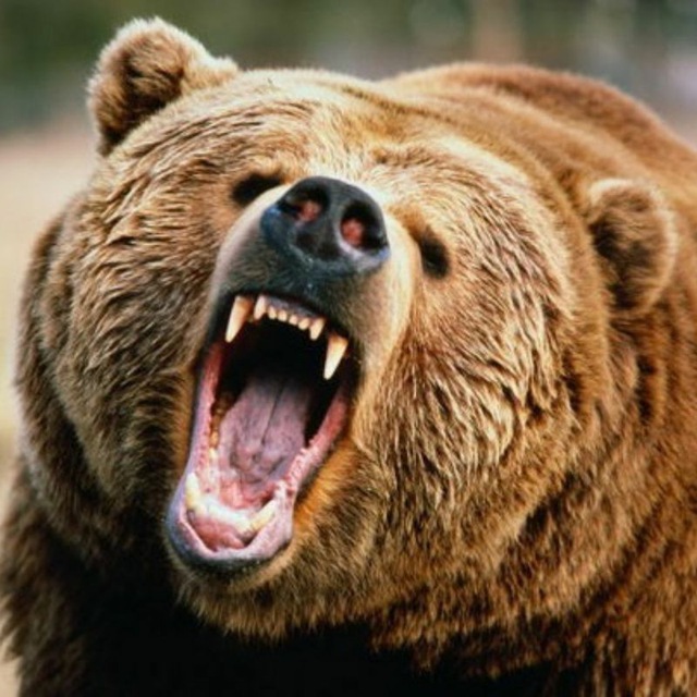 the columnist bear