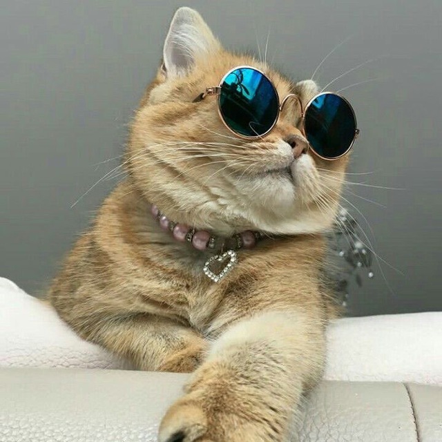 КОТЯ-МОТЯ?