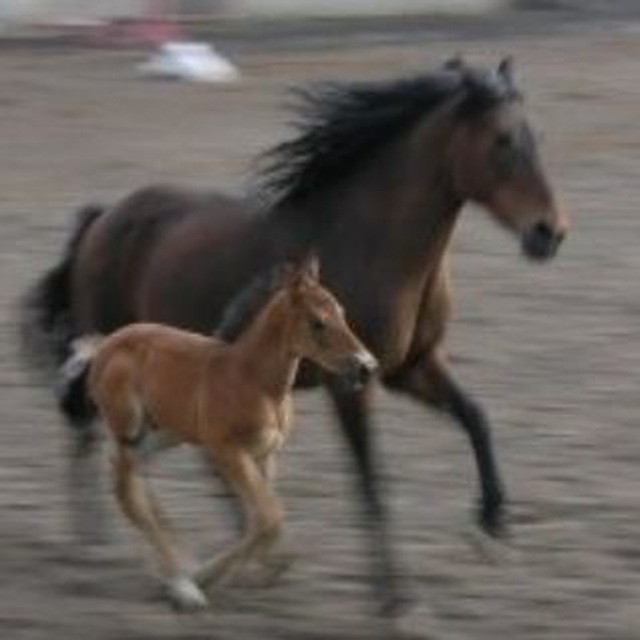 КСК "Татерсаль" (официальный канал клуба)