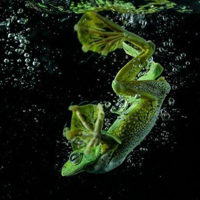 Настоящий щитпост