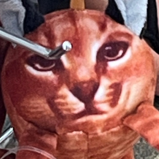 казахстанская птичка