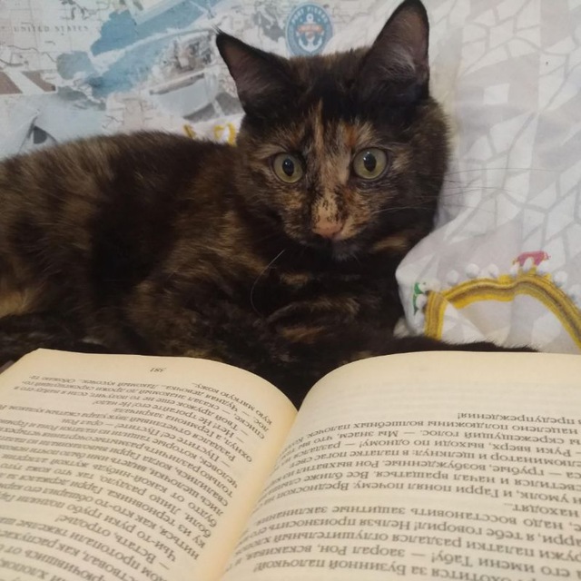 Кошка с книжкой