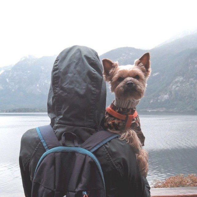 Woof Travel Vanlife ??? | на автодоме из Соболя | Yocubik