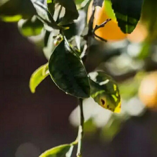 Будущие лимоны