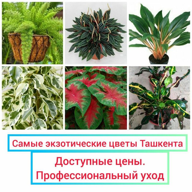 ДЕКОРАТИВНО-ЛИСТВЕННЫЕ И ЦВЕТОЧНЫЕ РАСТЕНИЯ.